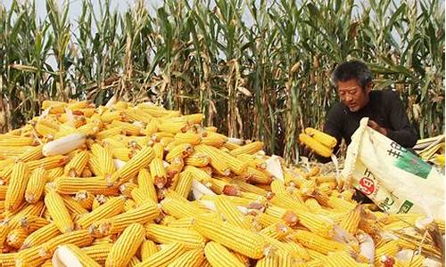 现在玉米多少钱一斤_现在玉米多少钱一斤2023年现在山东玉米