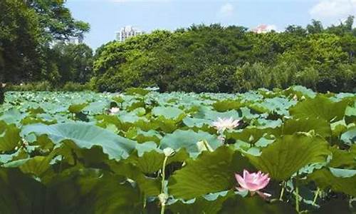 洪湖天气预报_洪湖天气预报30天
